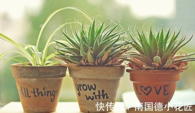 植物|自制花盆、水和肥养花，养啥旺啥，效果好成本低