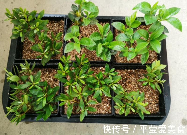 养花常备1种肥就够了,毕竟所有的植物大多数时间都用得上