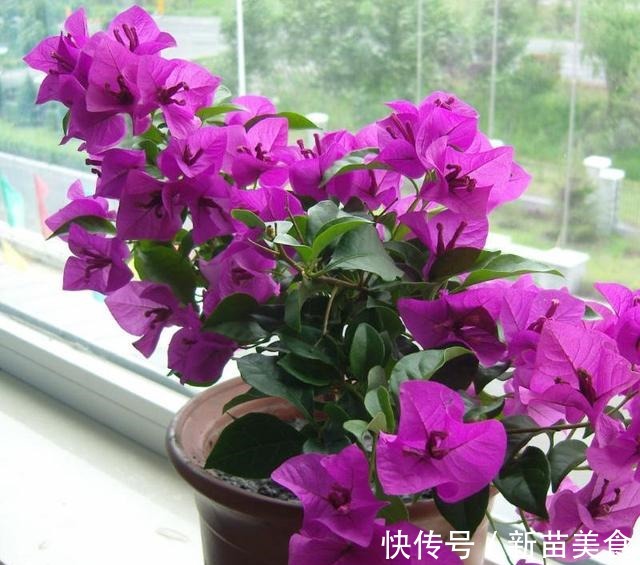 6种花,再舍不得也要“搬出去”,越狠狠晒,越满头开花!