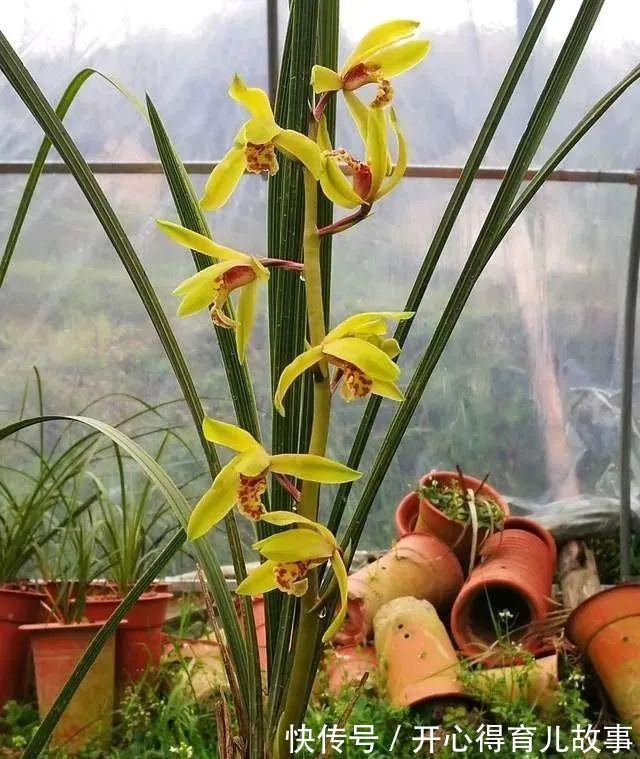 种植兰花用什么土壤最好？这样种植，20天就可以长新根