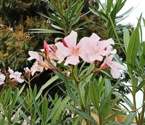 养花不能什么植物都往家里搬,5种花养在室内有隐患