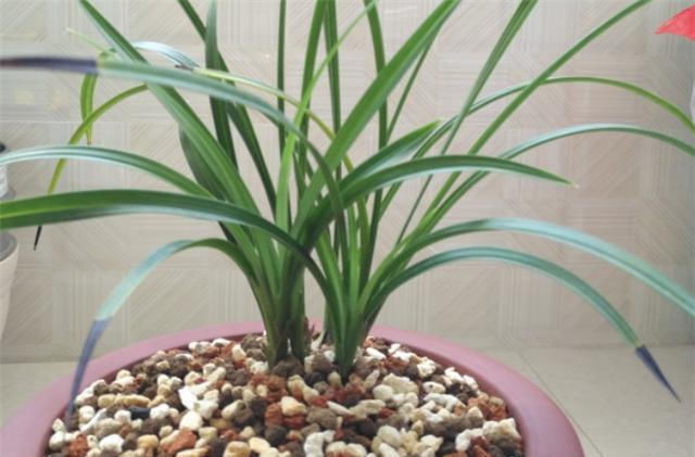 根系|夏天兰花烂根，别犹豫，做对1件事，新根冒不停