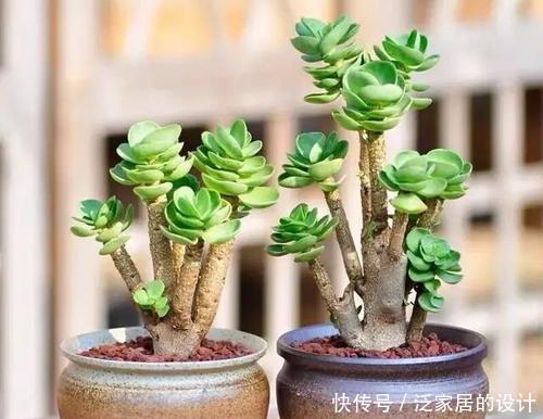 叶片肥厚|8种漂亮花,再宠爱也不能惯着,少浇水、用小盆,越养越精神!