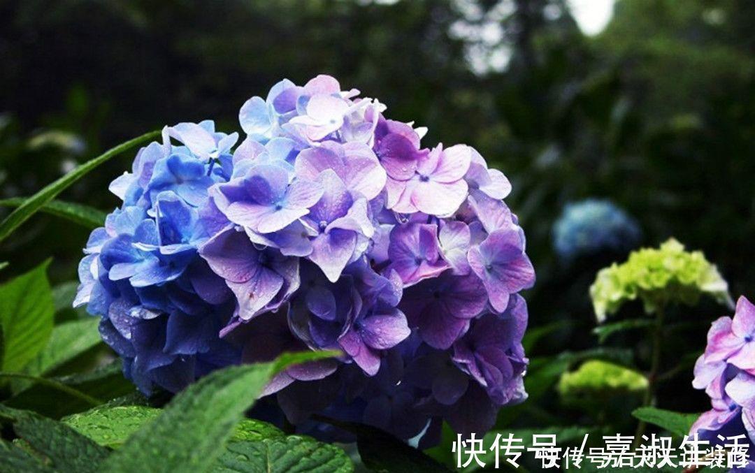 以下9种会变色的绿植,养上四五盆就能让阳台变得生动起来