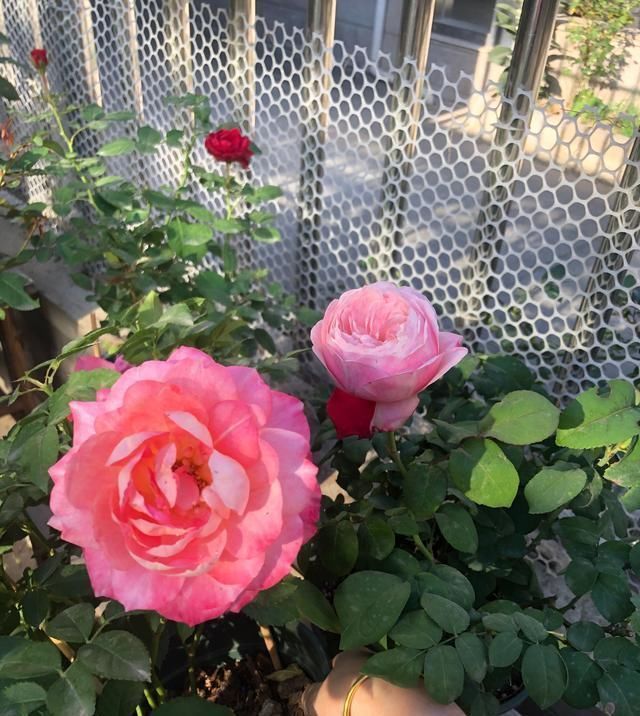 此款阳台盆栽花，漂亮似牡丹，花开一整年，养护简单，很值得栽培