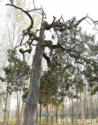 刘秀|稀奇！河南山村藏2千年古树根朝上，相传与王莽撵刘秀有关