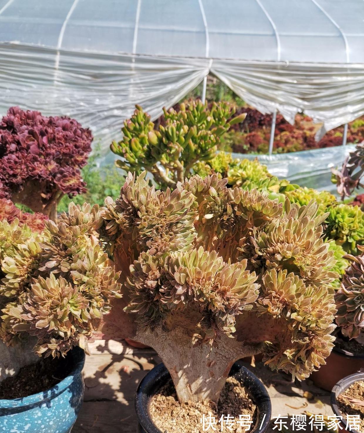 滞销|多肉市场严重滞销,毁在二手商贩手里,中间商确实可恨!
