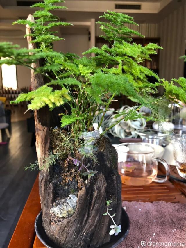 镇宅|盆景家里养盆松,代代出富翁,镇宅守家福气旺