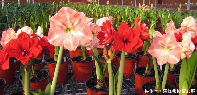 朱顶红开花美不美,养好种球就行了,做好4点,下一茬开花有惊喜!