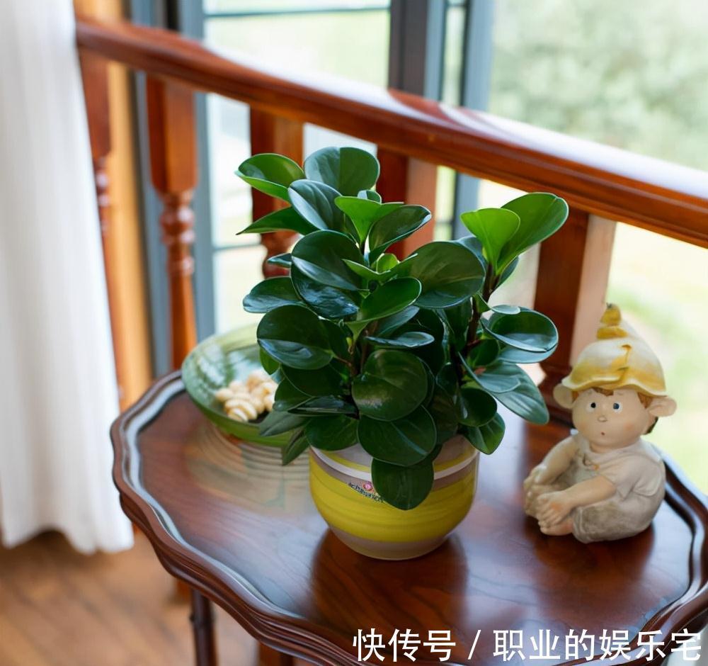 不易“养死”的13种花，独特有格调，好养又漂亮，新手养花首选