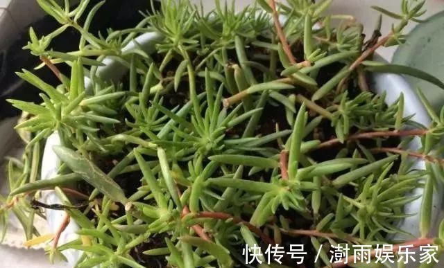 爆盆期|夏天扦插首选“太阳花”，随便插一插，一个月迎来盛花爆盆期