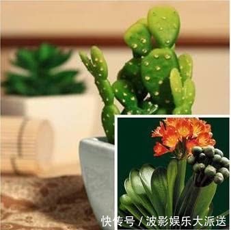 悄悄告诉你,养护君子兰有个“小秘密”,叶片油绿,年年开花不断