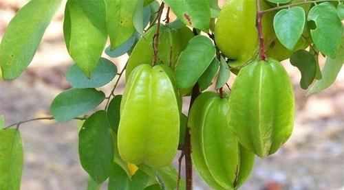 风火牙痛|女性不想老的快，推荐以下食物，助皮肤细腻、延缓衰老，好处多多