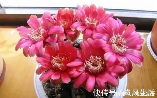 大肚子|这三种花很高冷，你不理它才会开花旺，太关注反而不开花