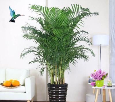 有害气体|客厅再小，也要养盆它，寓意好还养眼，一盆能养许多年