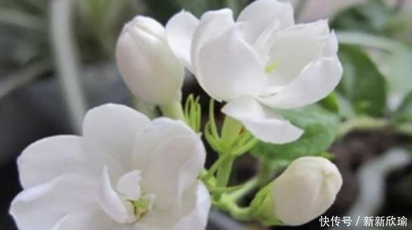 女性想要身体好,常吃4种食物,排出毒素,滋阴降火,增强体质