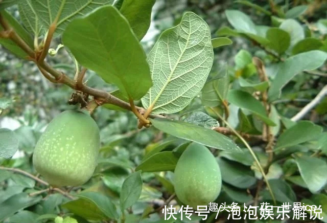 这东西,人称“鬼馒头”,维生素含量极高,野外遇见,切勿错过!