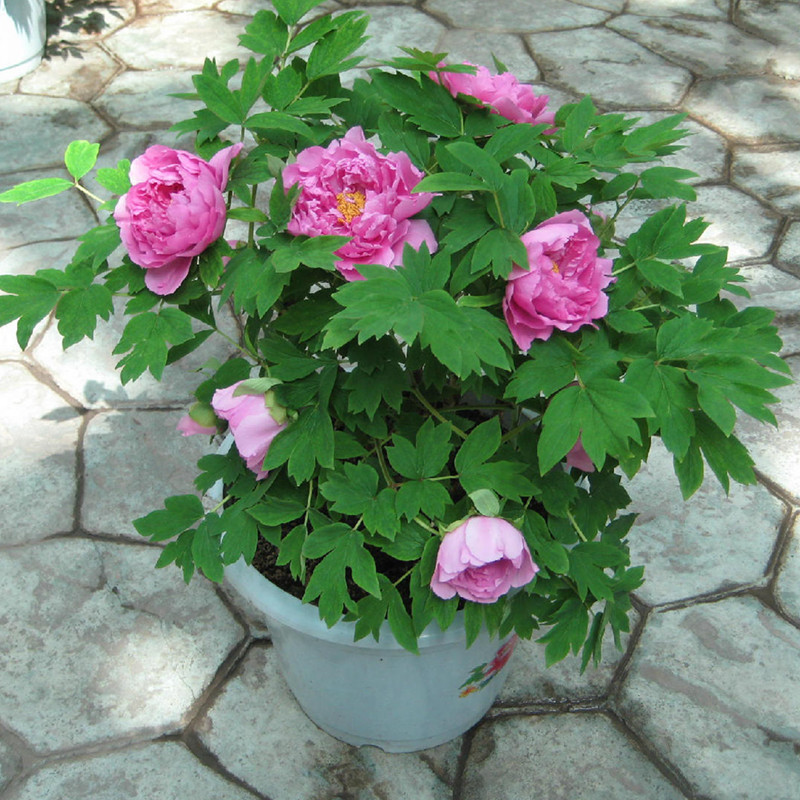 建议不管房子多大,摆上6种盆栽,花香满屋,来客有面子