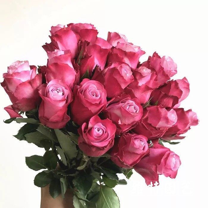 适合新手养的盆栽花,植株低矮,养护容易,漂亮似玫瑰,四季开花