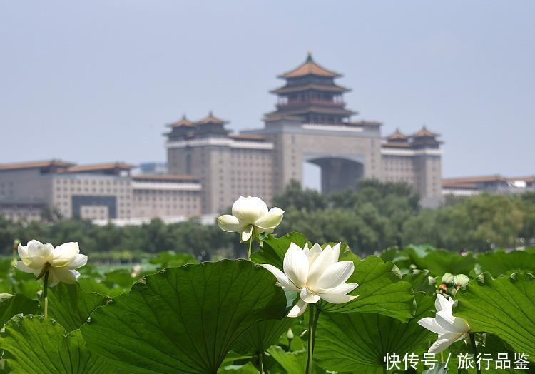 北京 大暑时节莲花池多彩荷花竞相绽放 新闻头条