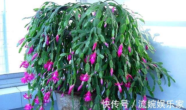 砧木|蟹爪兰度夏,经常喷点“这种水”,叶片不瘦不脱落,安稳过夏天