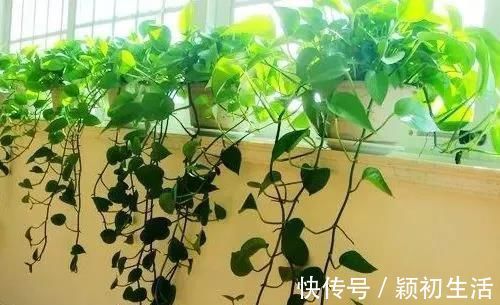 维c|捡1物丢水里,就是养花万能水,养啥旺啥,比花肥强10倍!