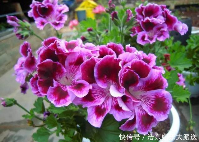 养花还买花肥家里的此几样“垃圾”扔盆里,植物叶油绿、开花艳