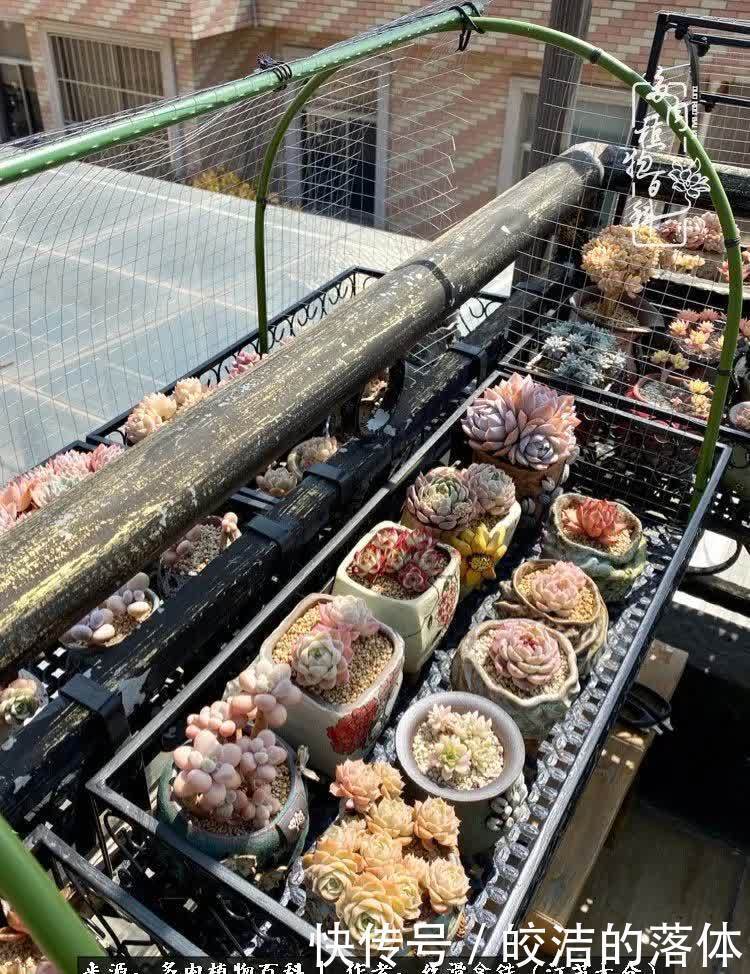 阳光露台多肉,天时地利人和!美肉知时节,当春乃发生!