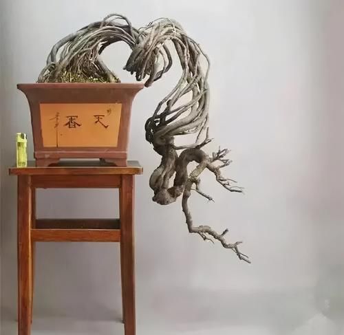  提根盆景的制作并不难，但做到了极致，以根代干，可以从头美到脚