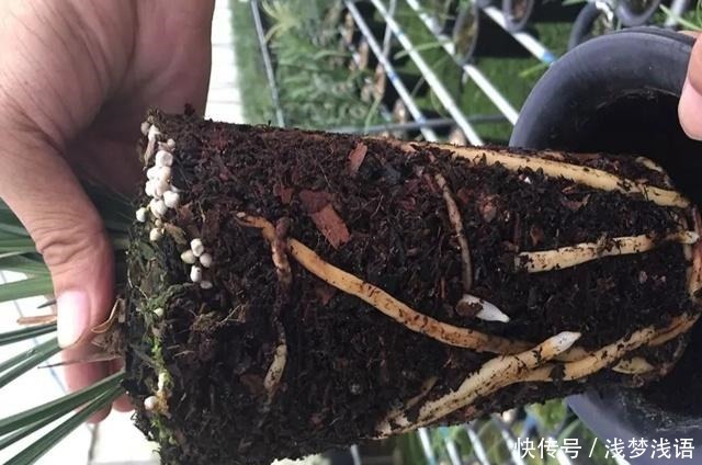 它是生根土,用来养兰花,五年不烂根!
