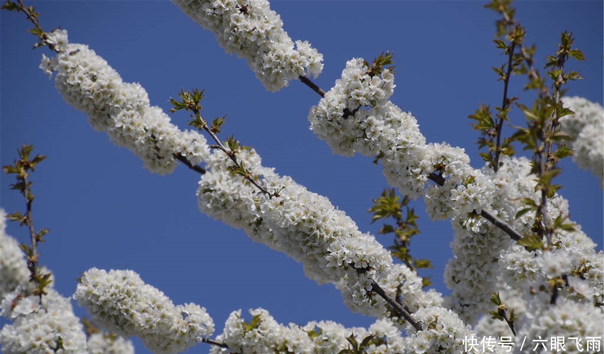 龙达|元稹樱桃花丽诗两首:樱桃花,一枝两枝千万朵,花砖曾立摘花人