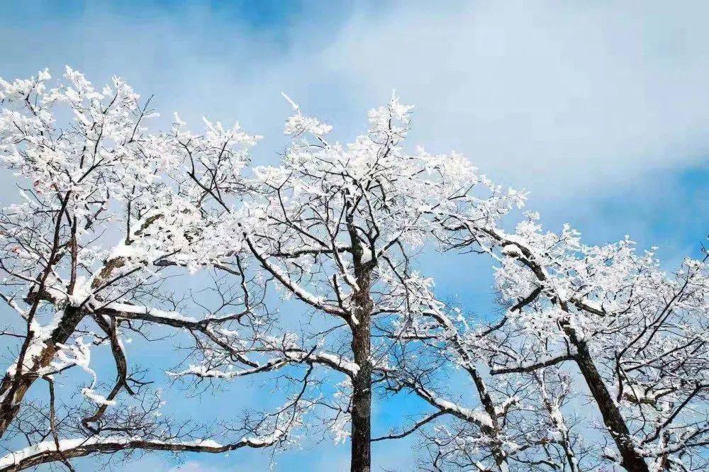 美成|美炸了！雪后鬼谷岭雾凇云海，银装素裹美成仙境！