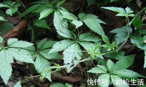 拦路虎|生长在路旁,曾是开荒的拦路虎,殊不知是“南方人参”,名贵药材