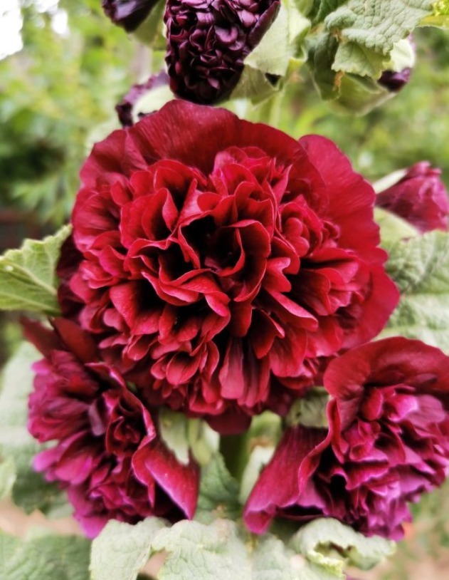 漂亮的蜀葵开花了，随便撒些种子，来年就是一片花海！