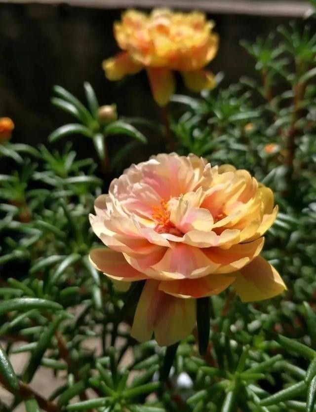 日光浴|这五种花,就得富养,大肥大水大太阳,长得那叫一个旺