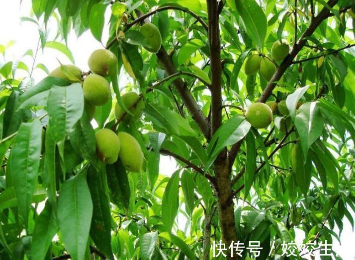 浑身都是毛,过去掉一地没人捡,如今用来腌制,5元一斤