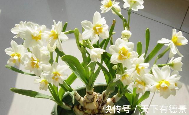 金鱼草|农历7月4日开始,养花养个耐看的,花姿妖娆,好活易爆盆