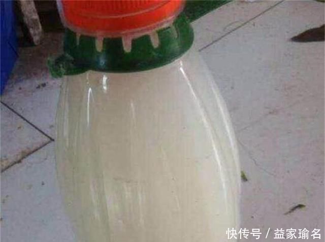 核桃壳|养君子兰,添3“东西”,解决3“难题”,叶子常年油绿发亮