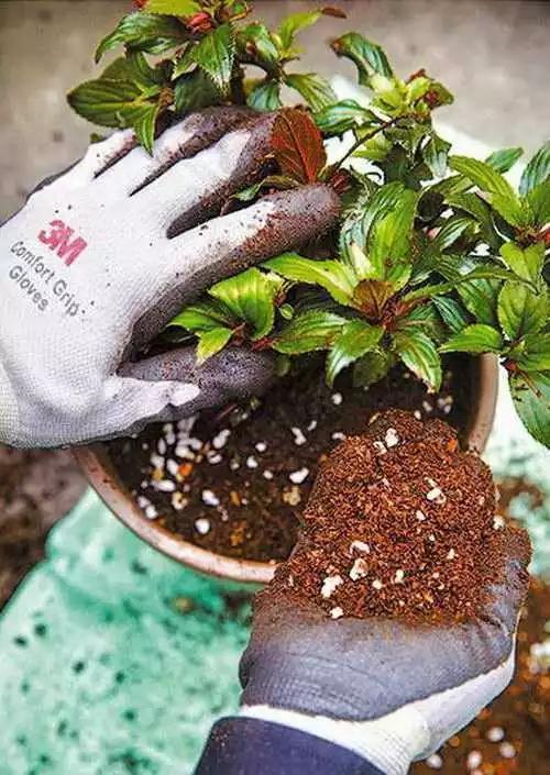 养花技巧花草换盆不懂这3点难怪换完盆就黄叶枯死