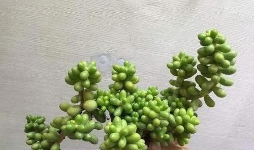 养多肉绿龟之卵，摸清这些，叶子水灵灵、翠绿欲滴