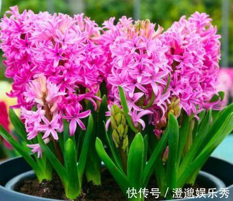 栀子花|4种花好养易活,旺财又养人,好养漂亮,一开就是300多天