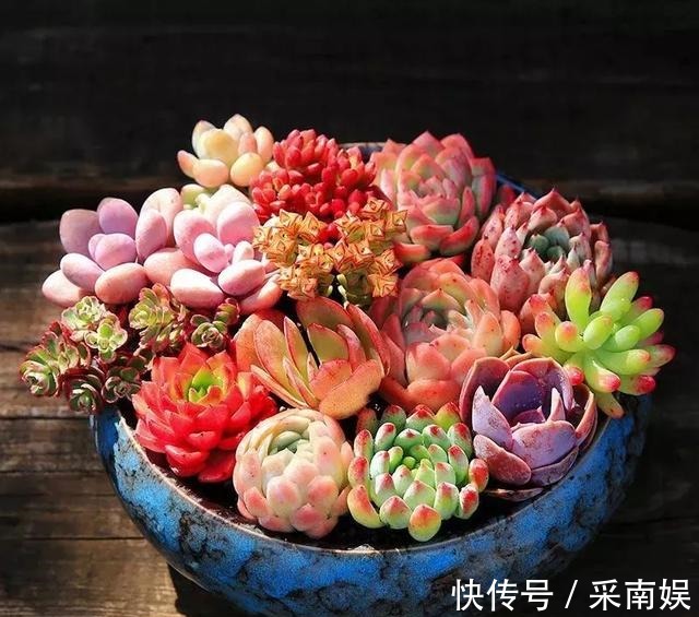 20款适合新手养的多肉,就算是养花杀手,也能养得又胖又美!