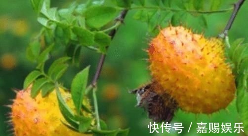 野果|农村4种“奶奶辈”的野果,如今即将消失,吃过3种才是正宗农村人