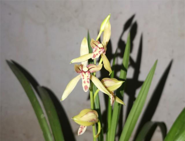 夏天兰花烂根 别犹豫 做对1件事 新根冒不停 粉紫色 夏天兰花烂根 别犹豫 做对1件事 新根冒不停 粉紫色