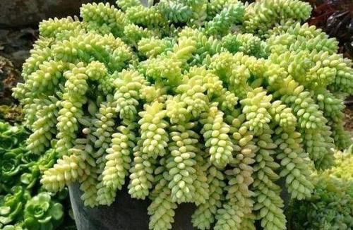  叶子|多肉玉缀怎么养？掌握“4点”，一簇簇的叶子将长得又密又粉嫩