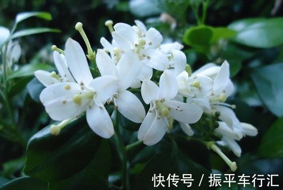 盆栽的4种“吸毒花”，让病菌无所遁形，散发清香，对阳光需求少