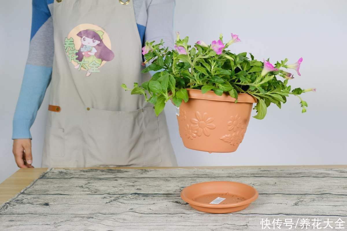 教你一些浇水的方法,从此浇花不再盲目,花长得又快又旺