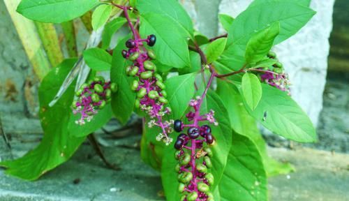 绿茎|农村一种奇特野草,红茎有剧毒,绿茎却是上等野菜,一定要认清楚