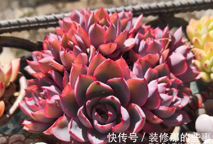 没有颗粒的多肉土易板结，而盆土板结又会对多肉造成3种不利影响