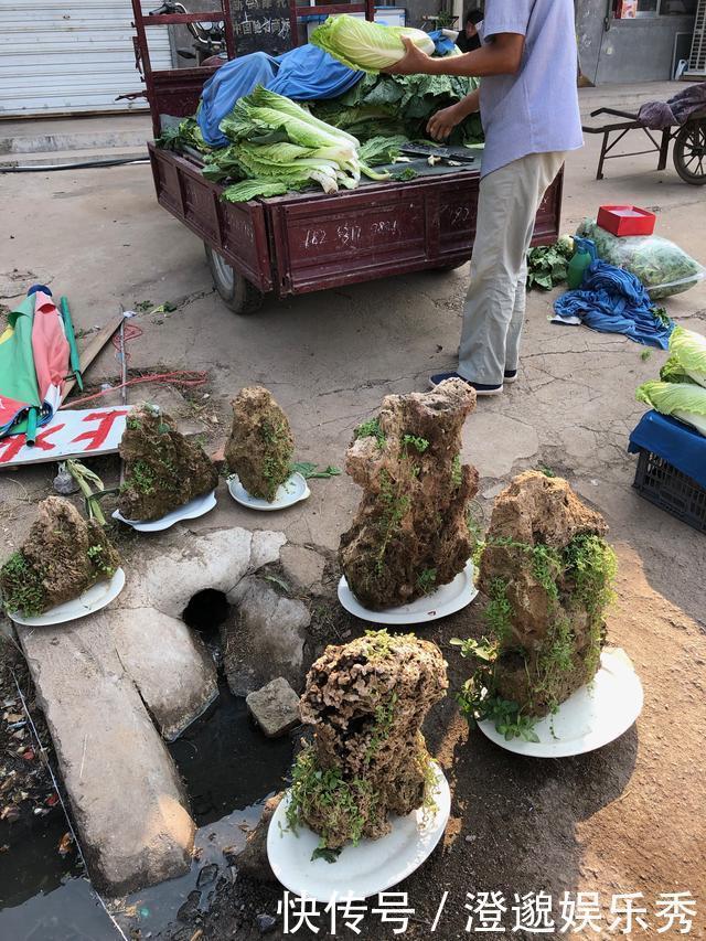 100块买个吸水石,15元买棵吊兰栽上面,养2年拿到市场能卖4000